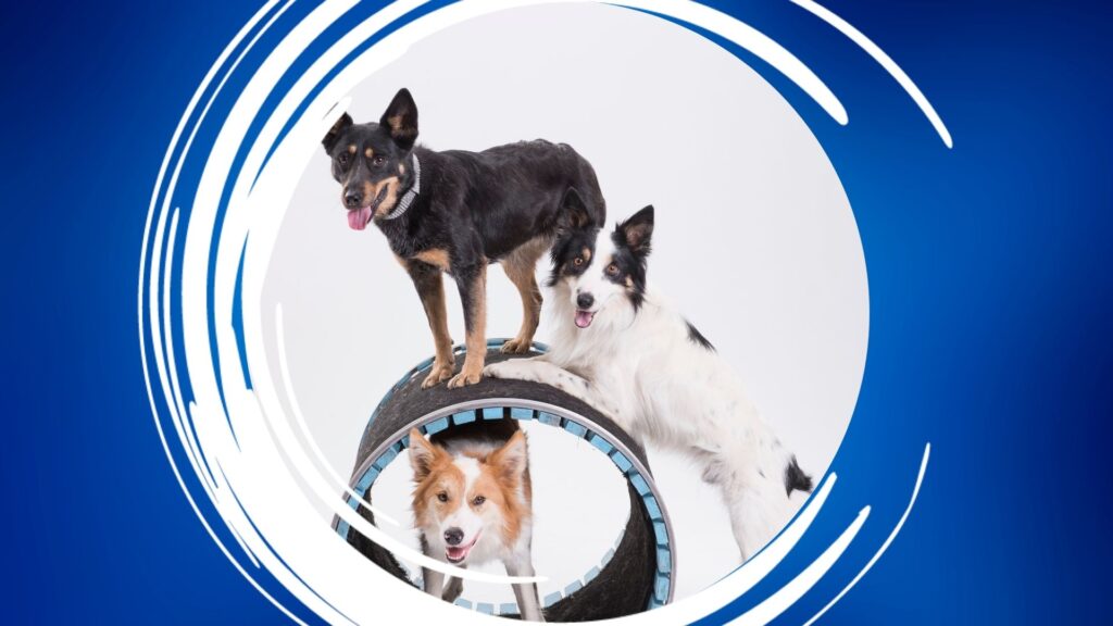 Three dogs interacting with a cylindrical obstacle against a blue background with white swirls.