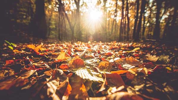 Fall Leaves in the forest with subset in background through trees